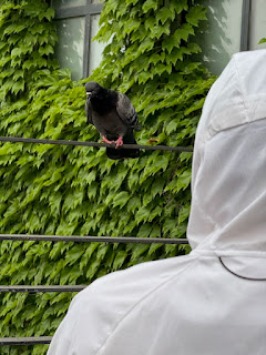 ハト